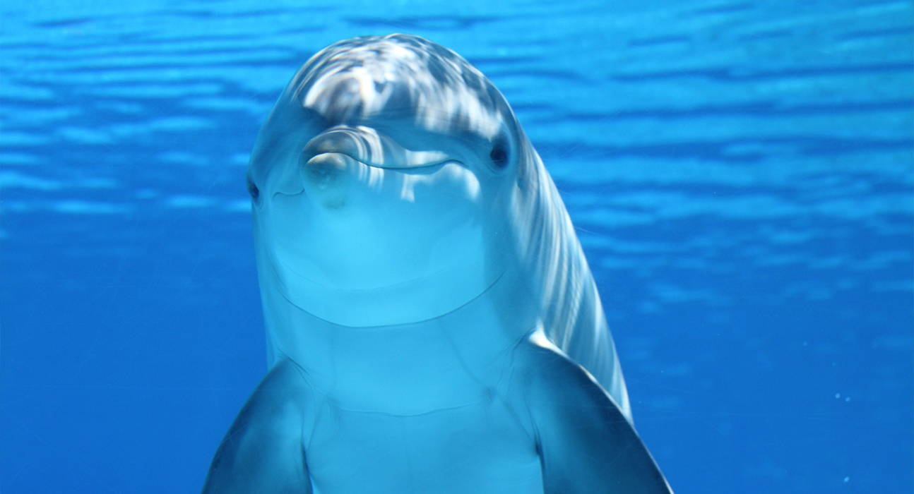 dolphin underwater