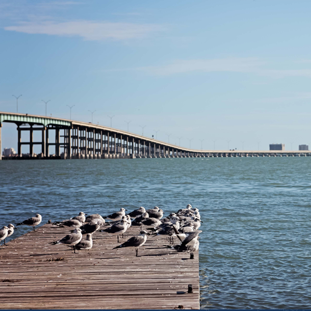 Causeway and seagulls on a pier at South Padre Island