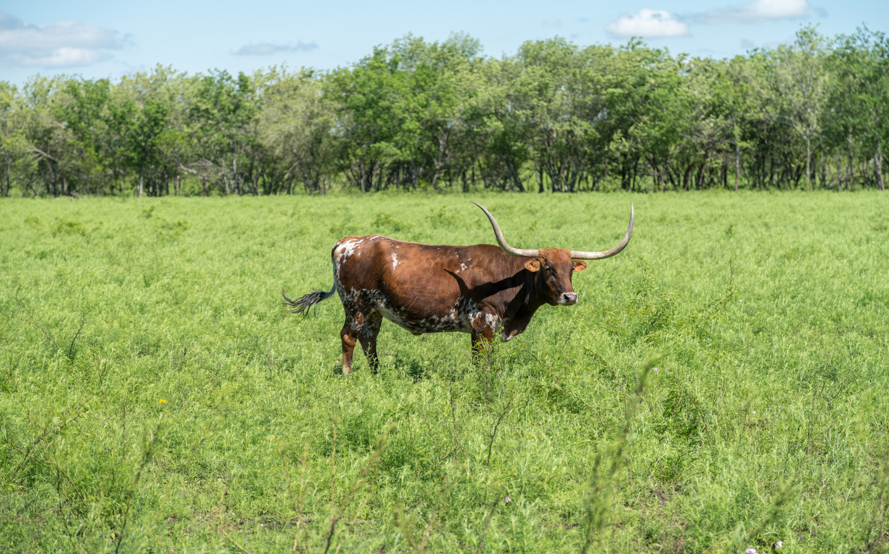 longhorn in pasture