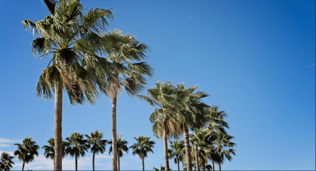 palms trees with blue sky